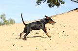 DOBERMANN 176